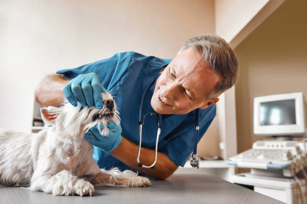 Best Emergency Dentist for Lost Fillings or Crowns in Warsaw, VA